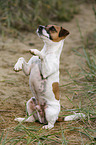 begging Parson Russell Terrier