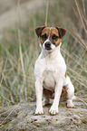 sitting Parson Russell Terrier