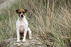 sitting Parson Russell Terrier