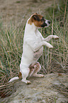 begging Parson Russell Terrier