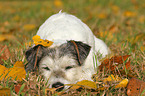 sleeping Parson Russell Terrier