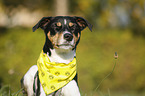 Parson Russell Terrier Portrait