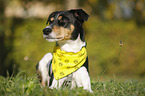 lying Parson Russell Terrier