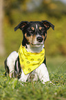 lying Parson Russell Terrier