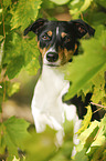 Parson Russell Terrier Portrait