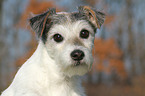 Parson Russell Terrier Portrait