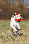 playing Parson Russell Terrier
