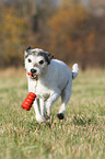 playing Parson Russell Terrier