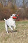 playing Parson Russell Terrier