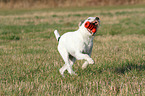 playing Parson Russell Terrier