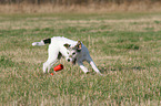playing Parson Russell Terrier
