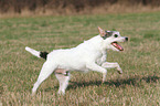 running Parson Russell Terrier