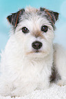 lying Parson Russell Terrier