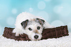lying Parson Russell Terrier