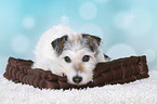 lying Parson Russell Terrier