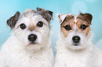 Jack & Parson Russell Terrier