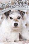 lying Parson Russell Terrier