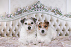 Jack & Parson Russell Terrier