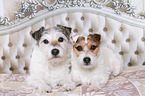 Jack & Parson Russell Terrier