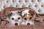 Jack & Parson Russell Terrier