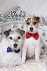 Jack & Parson Russell Terrier