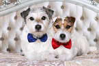 Jack & Parson Russell Terrier