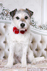 sitting Parson Russell Terrier