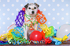 sitting Parson Russell Terrier