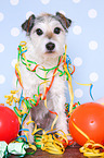 sitting Parson Russell Terrier