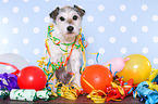 sitting Parson Russell Terrier