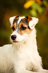 Parson Russell Terrier Portrait