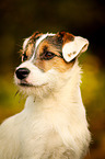 Parson Russell Terrier Portrait
