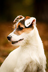 Parson Russell Terrier Portrait