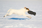 Parson Russell Terrier retrieves glove