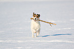 Parson Russell Terrier plays with stick
