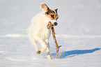 Parson Russell Terrier plays with stick