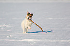 Parson Russell Terrier plays with stick