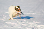 Parson Russell Terrier plays with stick