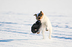 Parson Russell Terrier retrieves glove