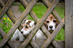 Parson Russell Terrier and Beagle