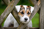 Parson Russell Terrier Portrait