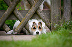 lying Parson Russell Terrier