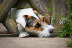 Parson Russell Terrier Portrait