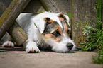 lying Parson Russell Terrier