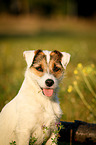 Parson Russell Terrier Portrait