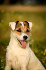 Parson Russell Terrier Portrait