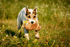 running Parson Russell Terrier