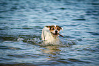 Parson Russell Terrier plays with stick