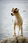 standing Parson Russell Terrier