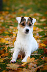 lying Parson Russell Terrier